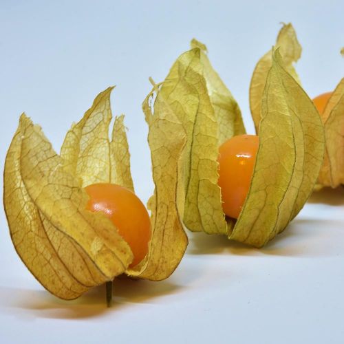 PHYSALIS